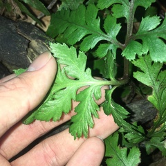 Sceptridium formosanum