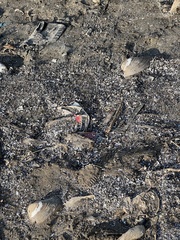 Lepidodesma languilati