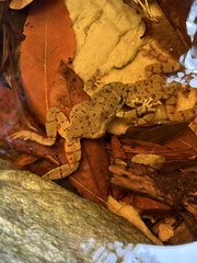 Heleophryne purcelli