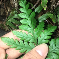 Sceptridium formosanum