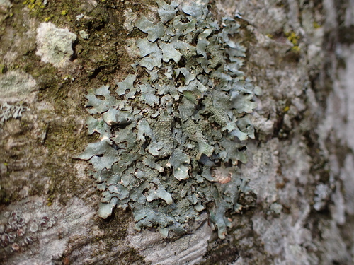 diskovka podhorská (Parmelia submontana)