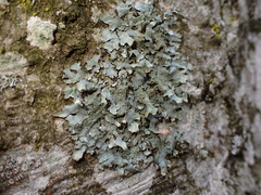 Parmelia submontana