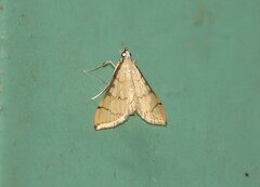 Blepharomastix ranalis