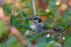 Turdus eunomus