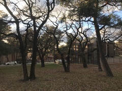 Quercus pubescens