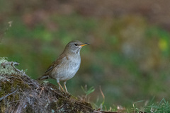 Turdus pallidus
