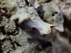 Parmelia submontana