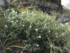 Stellaria dichotoma