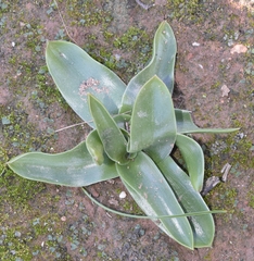 Prospero obtusifolium