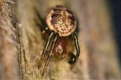 Araniella