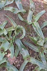 Prospero obtusifolium