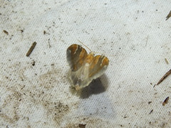 Eulithis pyropata