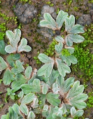 Riccia lamellosa