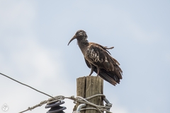 Bostrychia carunculata