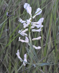Astragalus pectinatus
