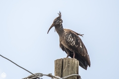 Bostrychia carunculata