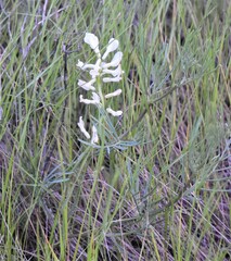 Astragalus pectinatus