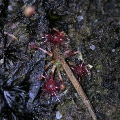 Drosera pygmaea