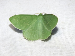 Geometra papilionaria