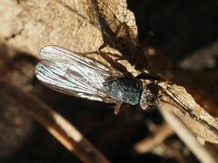 Lispocephala brachialis