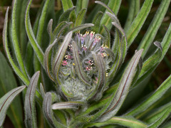 Solenanthus apenninus