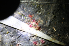 Drosera pygmaea