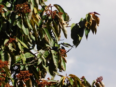 Diglossa caerulescens