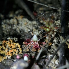 Drosera pygmaea