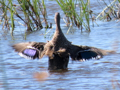 Anas undulata undulata