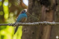 Uraeginthus bengalus