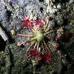 Drosera pygmaea