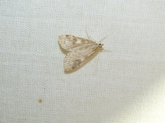 Udea olivalis