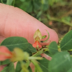 Indigofera suffruticosa