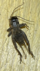 Melanogryllus desertus