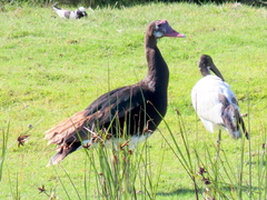 Plectropterus gambensis