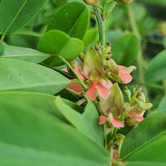 Indigofera suffruticosa