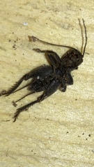 Melanogryllus desertus