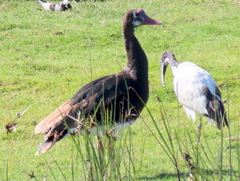 Plectropterus gambensis