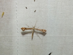 Platyptilia