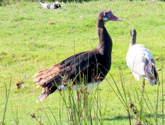 Plectropterus gambensis