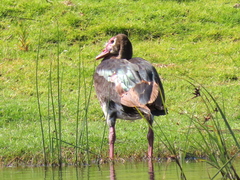 Plectropterus gambensis