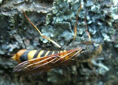 Tremex fuscicornis
