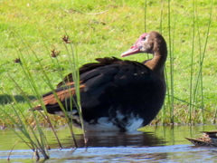Plectropterus gambensis