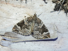 Eulithis prunata