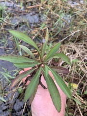 Solidago leavenworthii