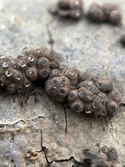 Rosellinia