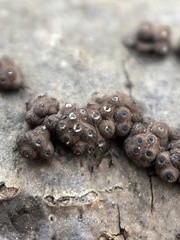Rosellinia