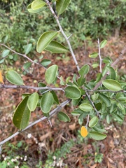 Sideroxylon reclinatum
