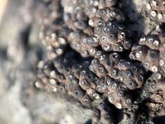 Rosellinia