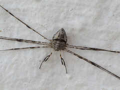 Dicranopalpus caudatus